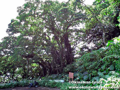 奄美諸島で最大のガジュマルの木@喜界島