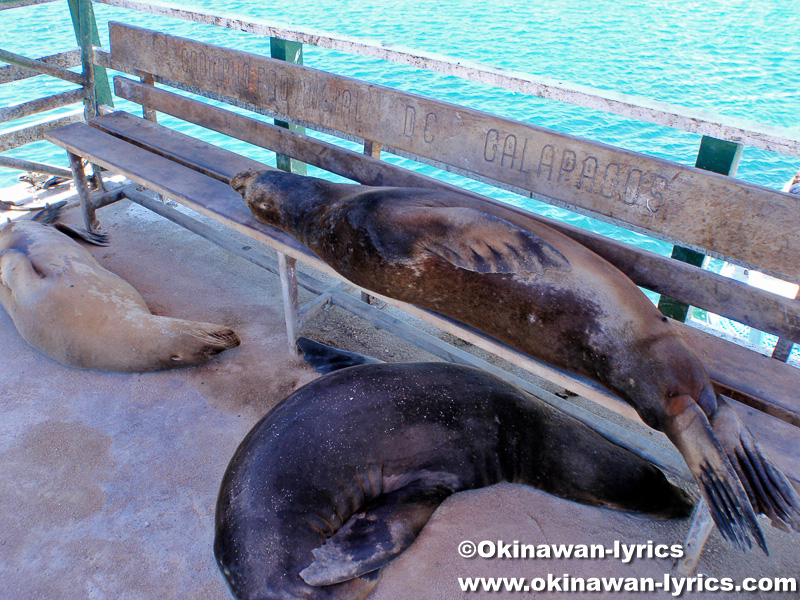 アシカ(sea lion)@バルトラ島(Bltra island), ガラパゴス(Galapagos)