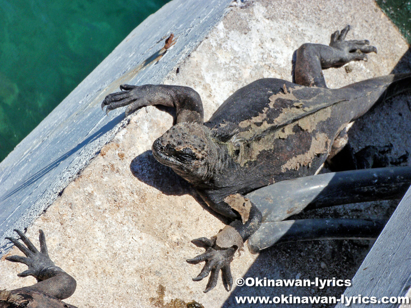 海イグアナ(marine iguana)@バルトラ島(Bltra island), ガラパゴス(Galapagos)
