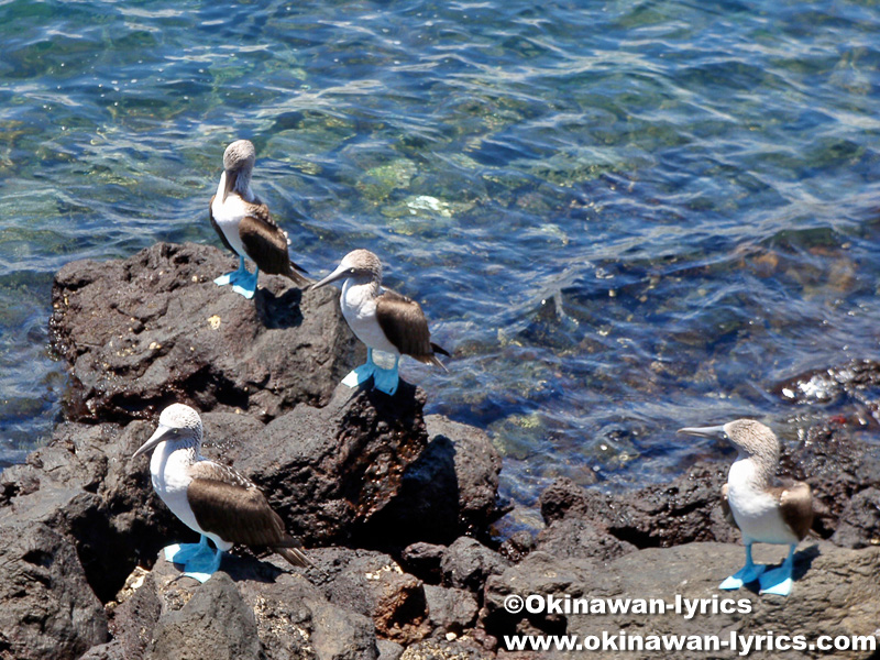 青足カツオドリ(blue-footed booby)@バルトラ島(Bltra island), ガラパゴス(Galapagos)