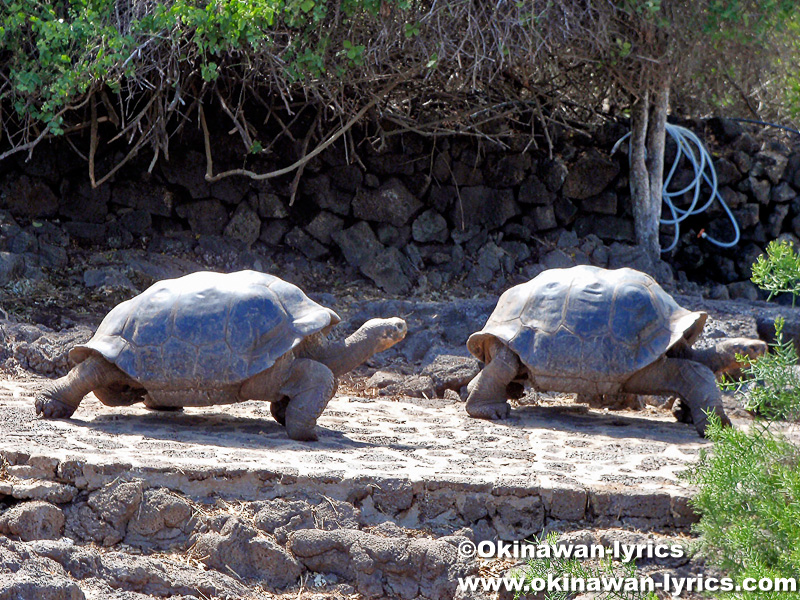 ゾウガメ(giant tortoise)@チャールズダーウィン研究所(Estación Científica Charles Darwin), サンタクルス島(Santa Cruz island), ガラパゴス(Galapagos)