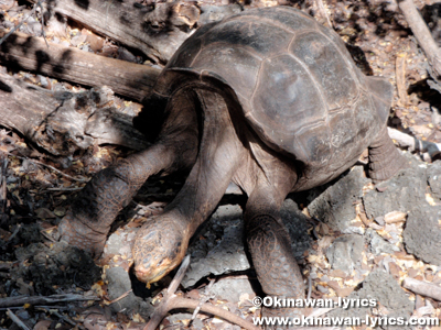ゾウガメ(giant tortoise)@チャールズダーウィン研究所(Estación Científica Charles Darwin), サンタクルス島(Santa Cruz island), ガラパゴス(Galapagos)