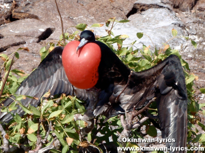 グンカンドリ(frigate bird)@ジェノベサ島(Genovesa island), ガラパゴス(Galapagos)