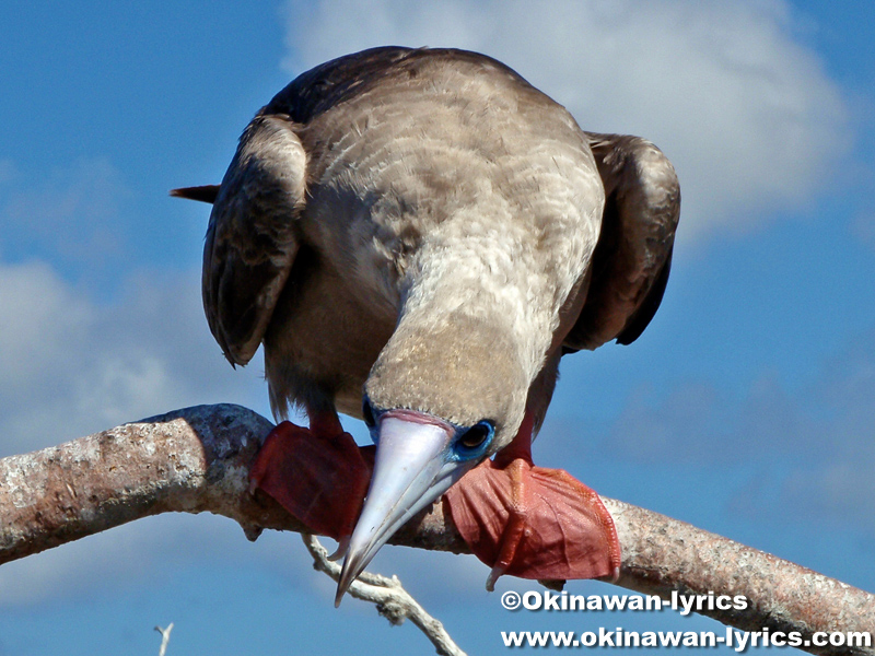 赤足カツオドリ(red-footed booby)@ジェノベサ島(Genovesa island), ガラパゴス(Galapagos)