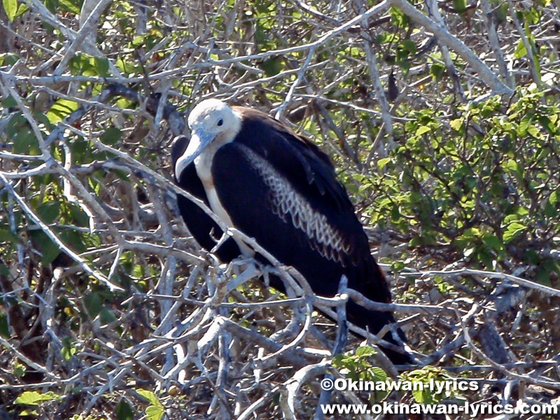 グンカンドリ(frigate bird)@ジェノベサ島(Genovesa island), ガラパゴス(Galapagos)