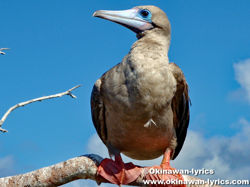 赤足カツオドリ(red-footed booby)@ジェノベサ島(Genovesa island), ガラパゴス(Galapagos)
