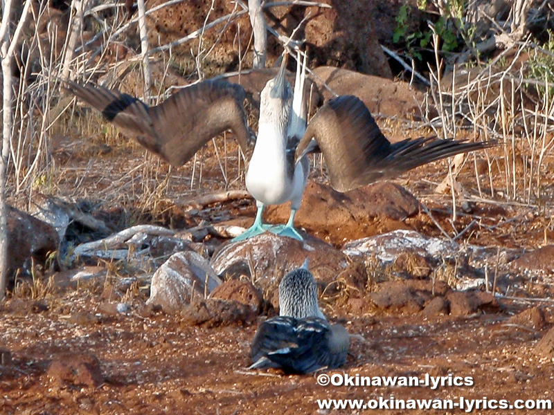 青足カツオドリ(blue-footed booby)の求愛ダンス@ノースセイモア島(North Seymour island)