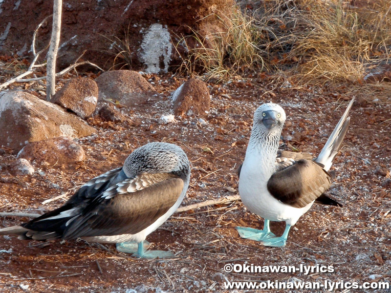青足カツオドリ(blue-footed booby)@ノースセイモア島(North Seymour island)