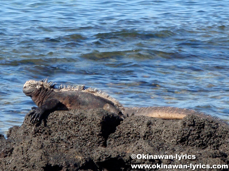 海イグアナ(marine iguana)@Las Bachas Beach, サンタクルス島(Santa Cruz island)