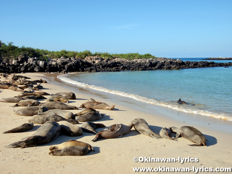 アシカ(sea lion)@サンタフェ島(Santa Fe island), ガラパゴス(Galapagos)