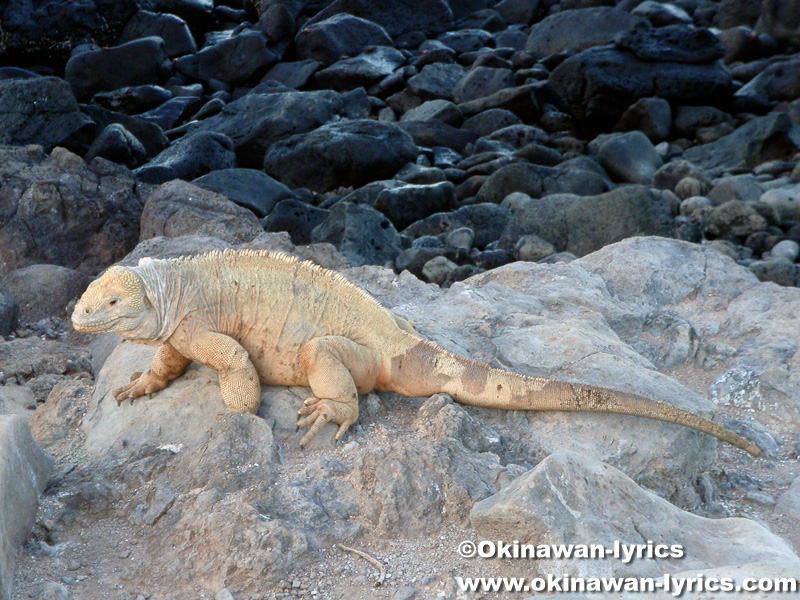 陸イグアナ(land iguana)@サンタフェ島(Santa Fe island), ガラパゴス(Galapagos)