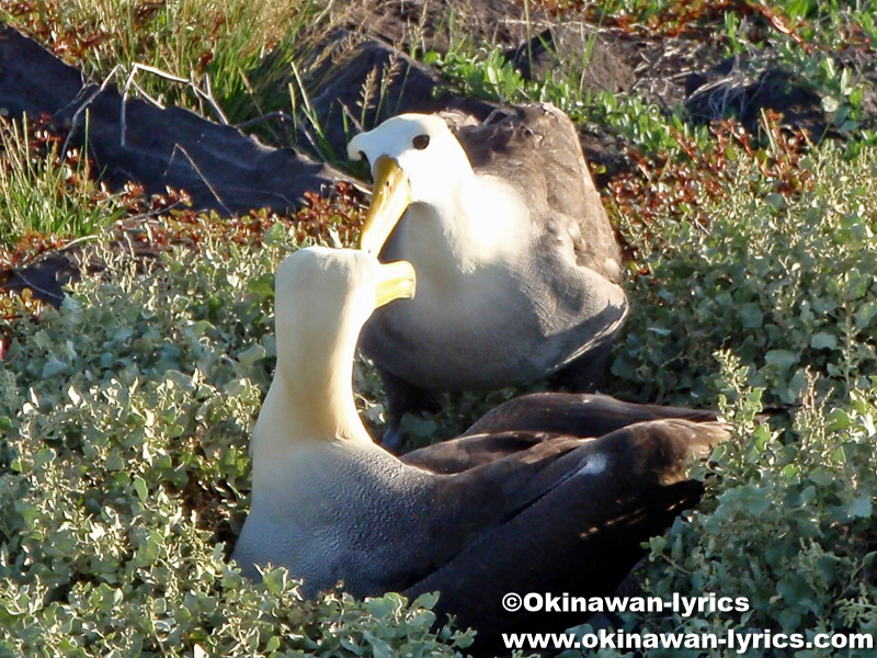 アホウドリ(albatross)@エスパニョーラ島(Espanola island), ガラパゴス(Galapagos)