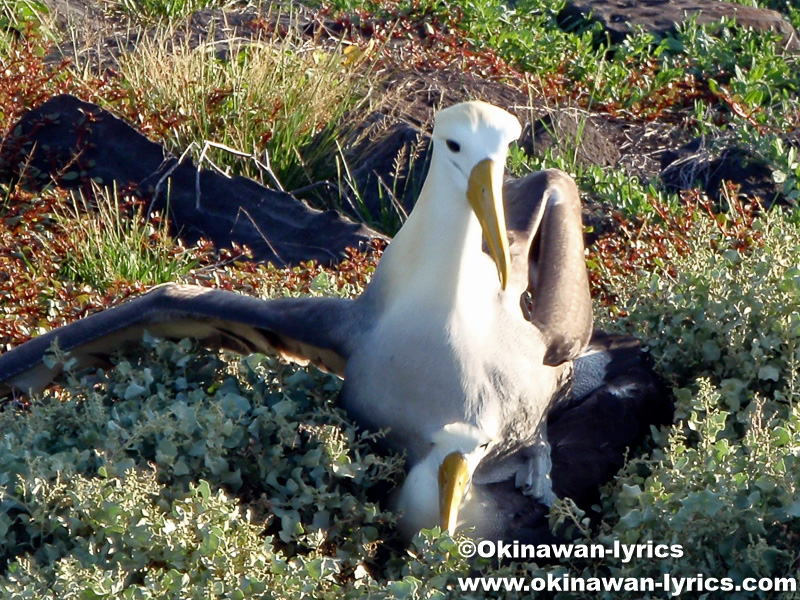 アホウドリ(albatross)@エスパニョーラ島(Espanola island), ガラパゴス(Galapagos)