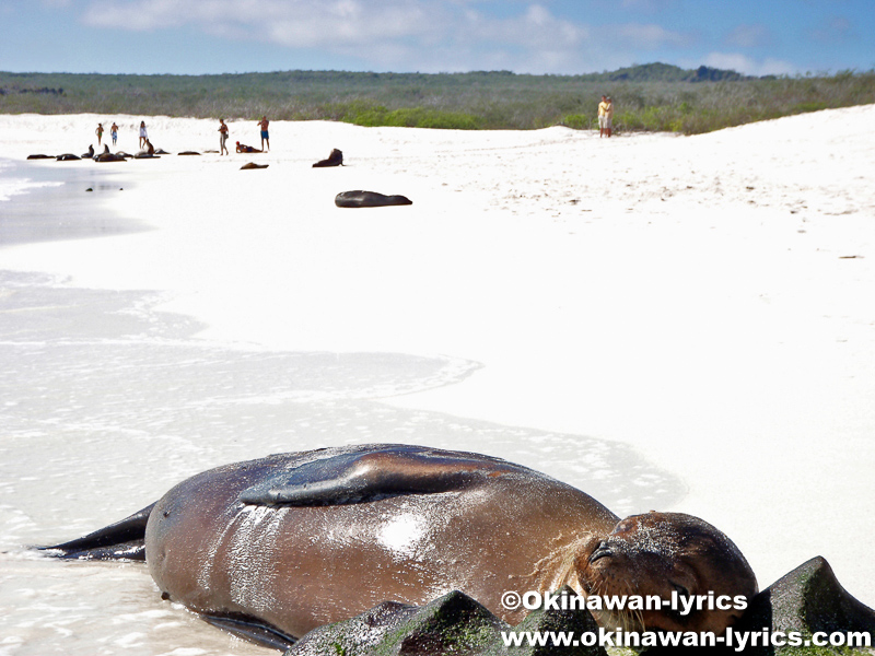 アシカ(sea lion)@エスパニョーラ島(Española island), ガラパゴス(Galapagos)