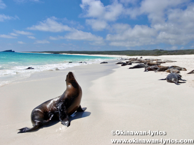 アシカ(sea lion)@エスパニョーラ島(Española island), ガラパゴス(Galapagos)