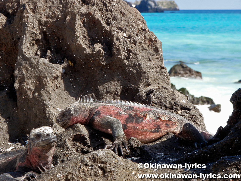 海イグアナ(marine iguana)@エスパニョーラ島(Española island), ガラパゴス(Galapagos)
