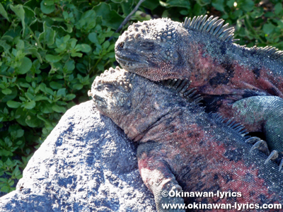 海イグアナ(marine iguana)@エスパニョーラ島(Espanola island), ガラパゴス(Galapagos)