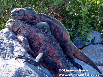海イグアナ(marine iguana)@エスパニョーラ島(Espanola island), ガラパゴス(Galapagos)