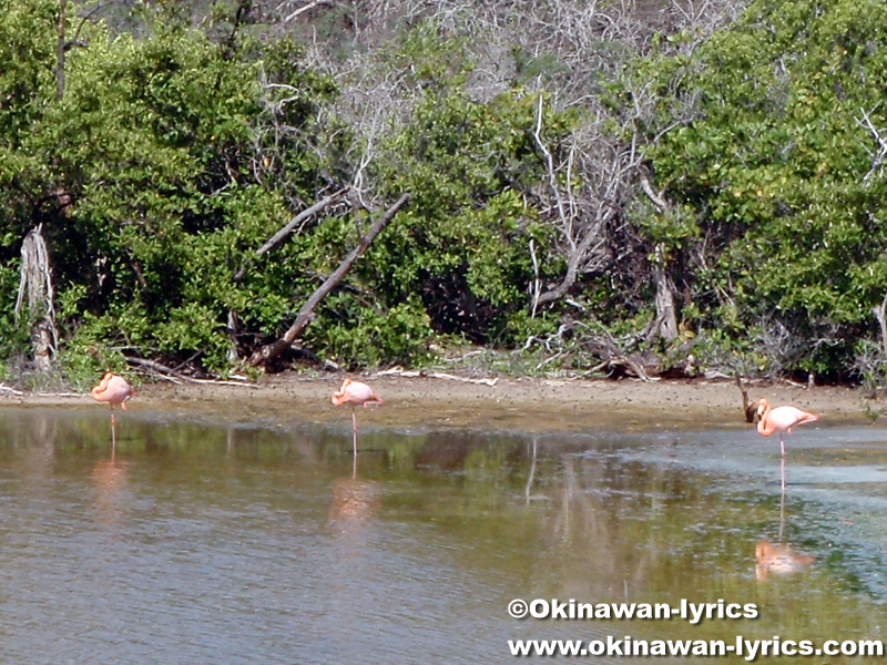 フラミンゴ(flamingo)@フロレアナ島(Floreana island), ガラパゴス(Galapagos)