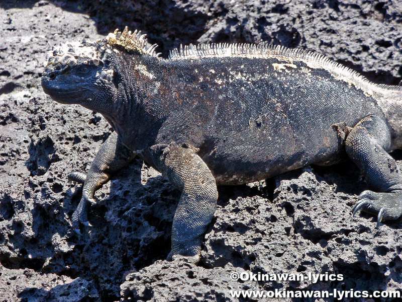 海イグアナ(marine iguana)@Tortuga Bay, サンタクルス島(Santa Cruz island), ガラパゴス(Galapagos)