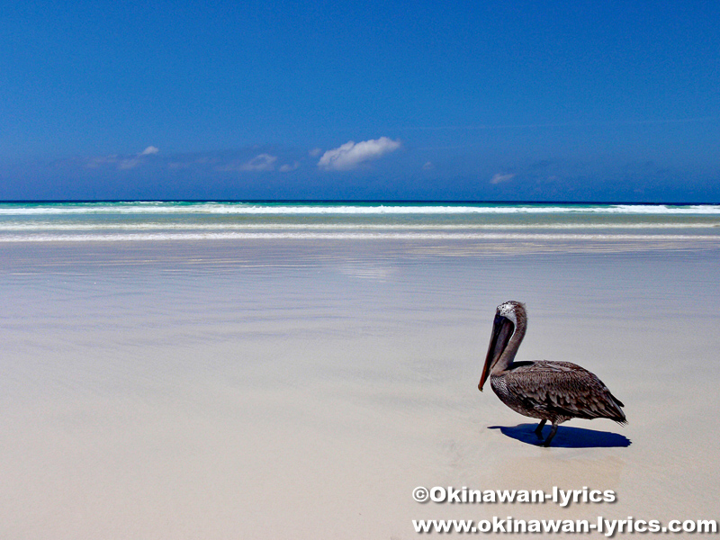 ペリカン(pelican)@Tortuga Bay, サンタクルス島(Santa Cruz island), ガラパゴス(Galapagos)