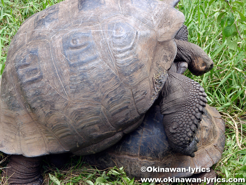 ゾウガメ(giant tortoise)@El Chato近く, サンタクルス島(Santa Cruz island), ガラパゴス(Galapagos)
