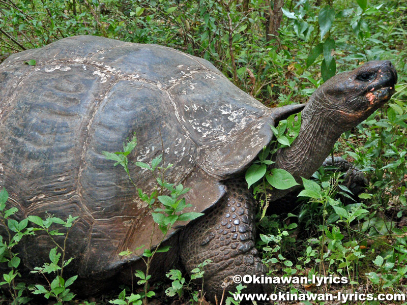 ゾウガメ(giant tortoise)@El Chato近く, サンタクルス島(Santa Cruz island), ガラパゴス(Galapagos)