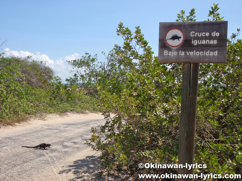 海イグアナの標識(Sign for marine iguana)@イザベラ島(Isabela island), ガラパゴス(Galapagos)