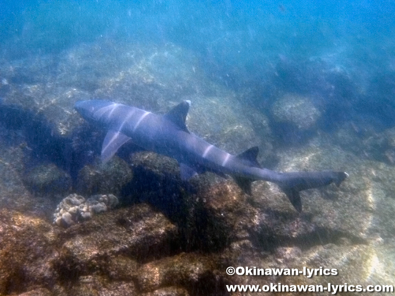 サメ(shark)@Las Tintoreras, ガラパゴス(Galapagos)