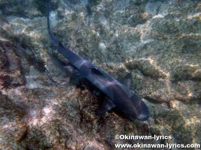 サメ(shark)@Las Tintoreras, ガラパゴス(Galapagos)
