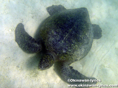 シュノーケル, ウミガメ(sea turtle)@Las Tintoreras, ガラパゴス(Galapagos)