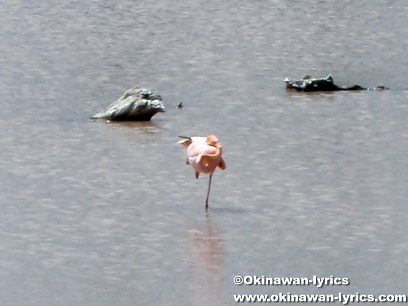フラミンゴ(flamingo)@イザベラ島(Isabela island), ガラパゴス(Galapagos)