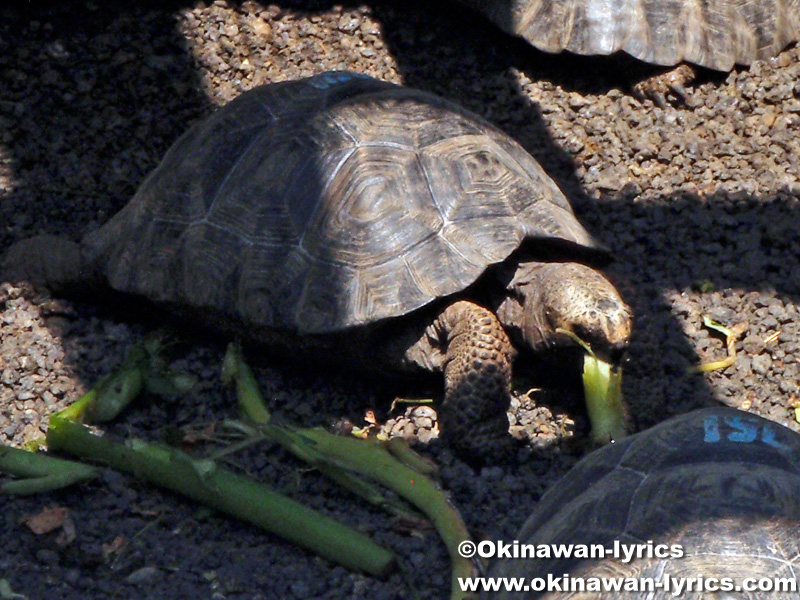 Giant Tortoise Breeding Center@イザベラ島(Isabela island), ガラパゴス(Galapagos)