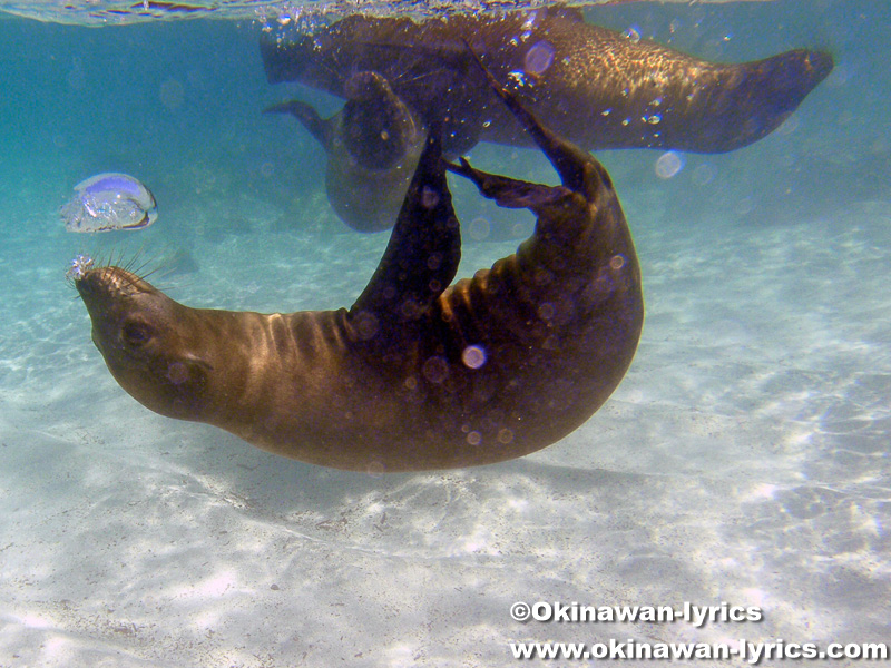 子供のアシカとシュノーケル(snorkeling with the babies of sea lion)@ロボス島(Lobos island), ガラパゴス(Galapagos)