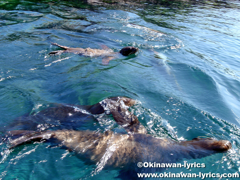 子供のアシカ(baby of sea lion)@ロボス島(Lobos island), ガラパゴス(Galapagos)