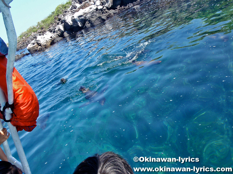 子供のアシカ(baby of sea lion)@ロボス島(Lobos island), ガラパゴス(Galapagos)
