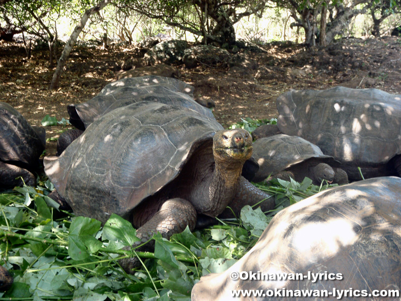 ゾウガメ(giant tortoise)@Galapaguera de Cerro Colorado, サンクリストバル島(San Cristobal island), ガラパゴス(Galapagos)