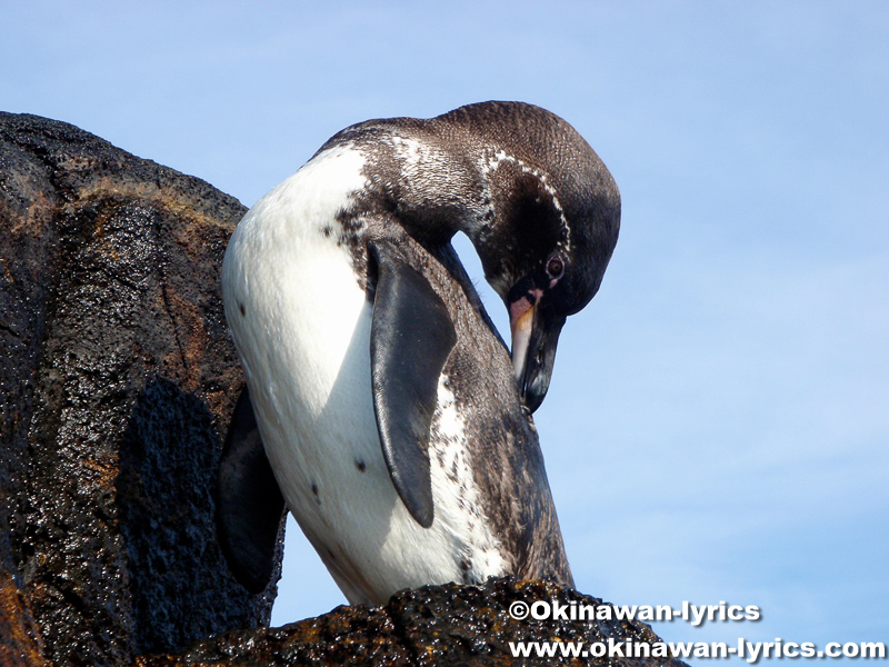 ペンギン(penguin)@バルトロメ島(Bartolomé island), ガラパゴス(Galapagos)