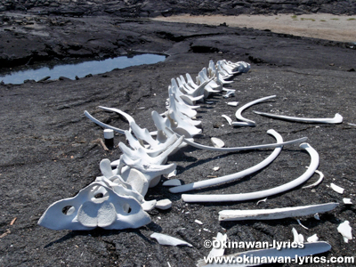 クジラの骨(bones of whale)@フェルナンディナ島(Fernandina island), ガラパゴス(Galapagos)