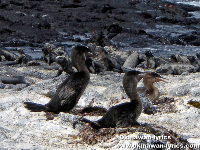 コバネウ(cormorant)@フェルナンディナ島(Fernandina island), ガラパゴス(Galapagos)