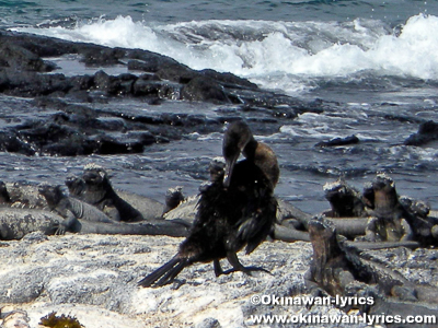 コバネウ(cormorant)@フェルナンディナ島(Fernandina island), ガラパゴス(Galapagos)