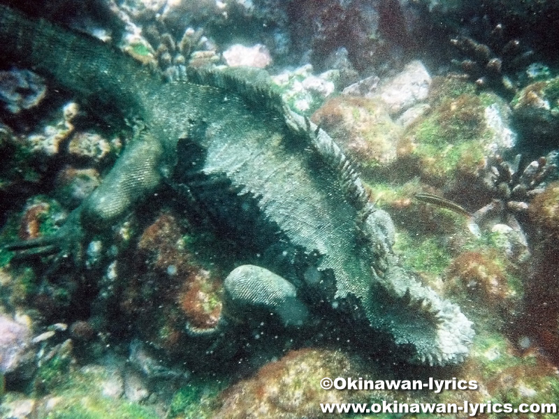 シュノーケル, 海イグアナ(marine iguana)@ラビダ島(Rabida island), ガラパゴス(Galapagos)