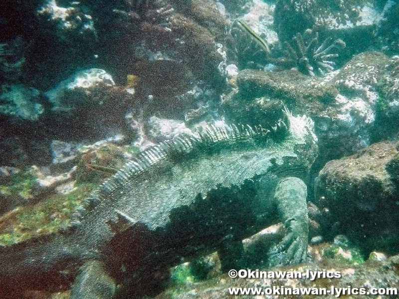 シュノーケル, 海イグアナ(marine iguana)@ラビダ島(Rabida island), ガラパゴス(Galapagos)