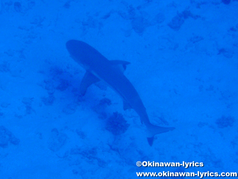 カヤンゲル島Blue Holeの鮫