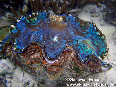 シュノーケル, 大シャコガイ(giant clam)@マカラカル島(Macharchar island)