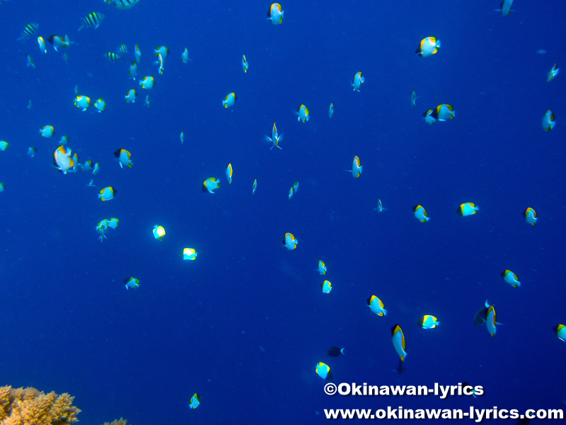 カスミチョウチョウウオ(pyramid butterflyfish), シュノーケル@ビッグドロップオフ(Big Drop-off), パラオ(Palau)