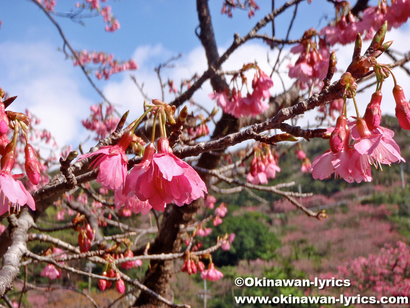 八重岳桜まつり