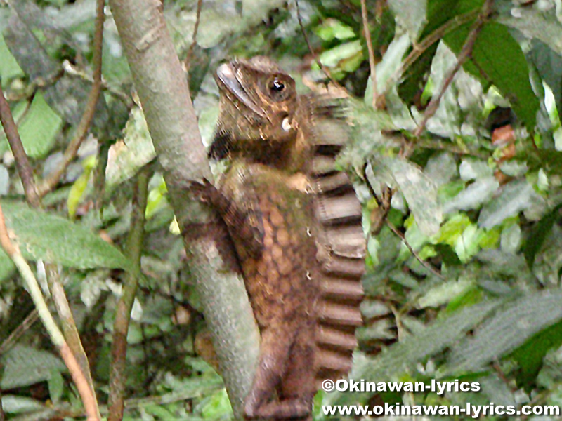 カメレオン(chameleon)@グヌンレイセル国立公園(Gunung Leuser National park)