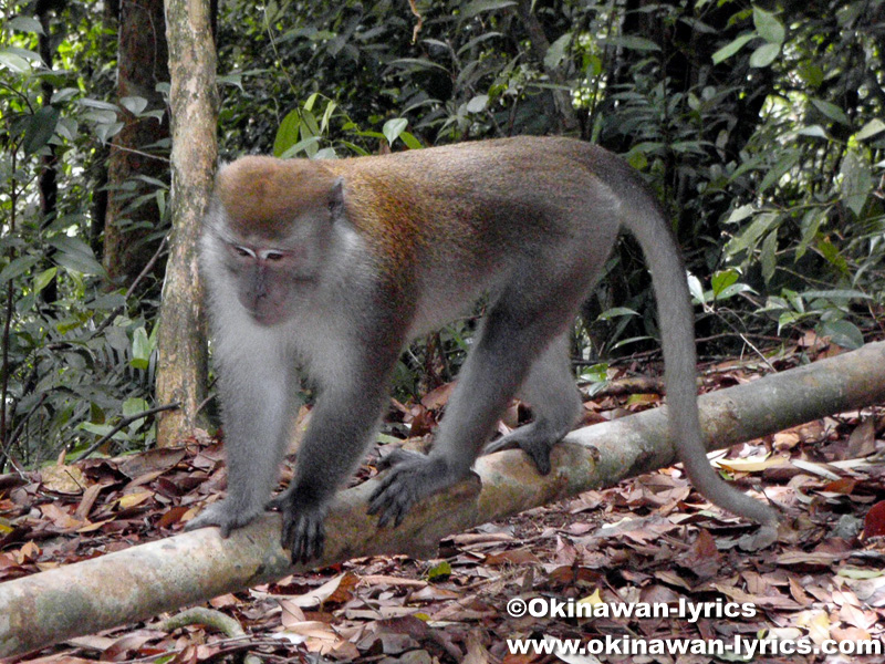Long-tailed Macaque@グヌンレイセル国立公園(Gunung Leuser National park)