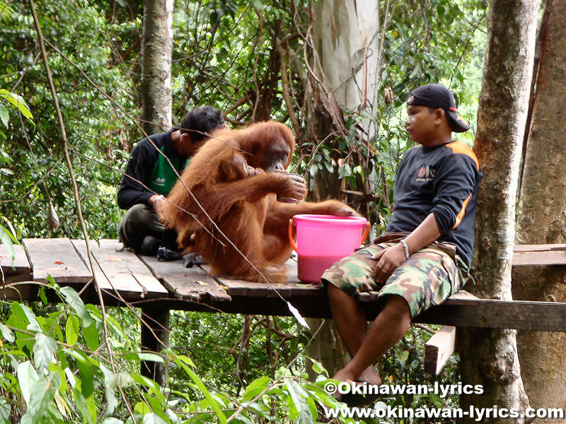 オランウータン(orangutans)@グヌン・レイセル国立公園(Gunung Leuser National park)
